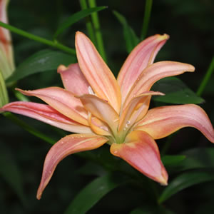Lilium Aphrodite